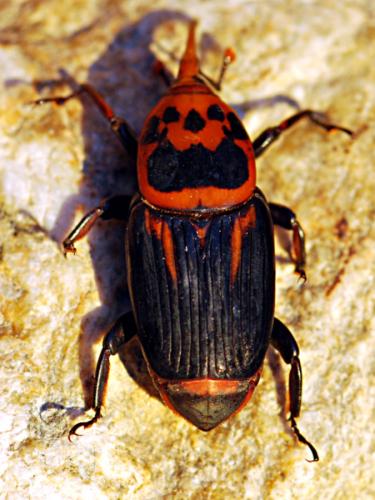 Réf. 194 330 : Rhynchophorus ferrugineus